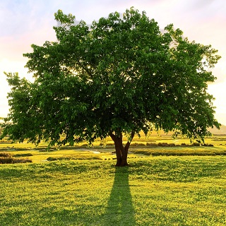 Produkt Bild Gedenkbaum